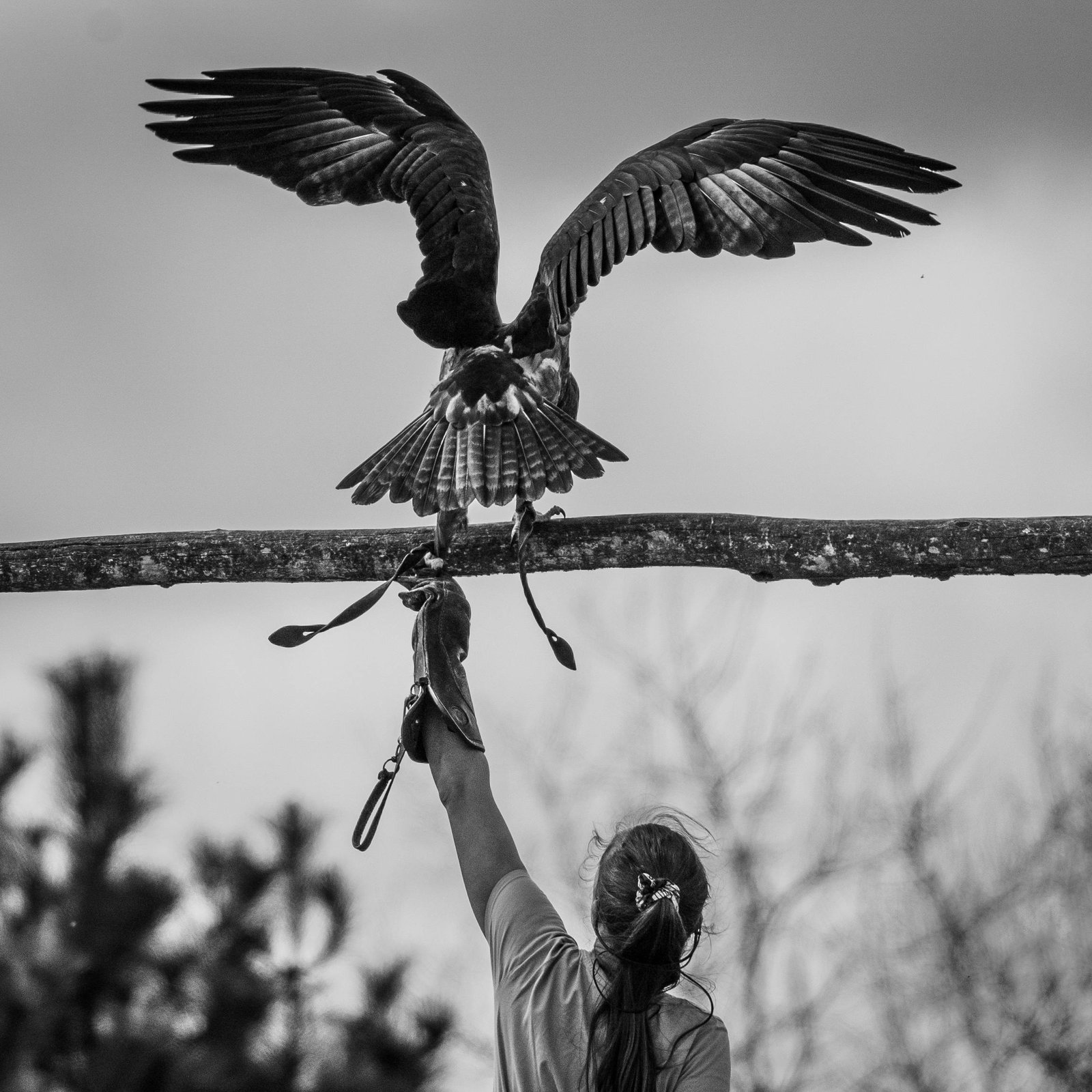 Black and white image of a trained eagle landing on a handler's arm outdoors.